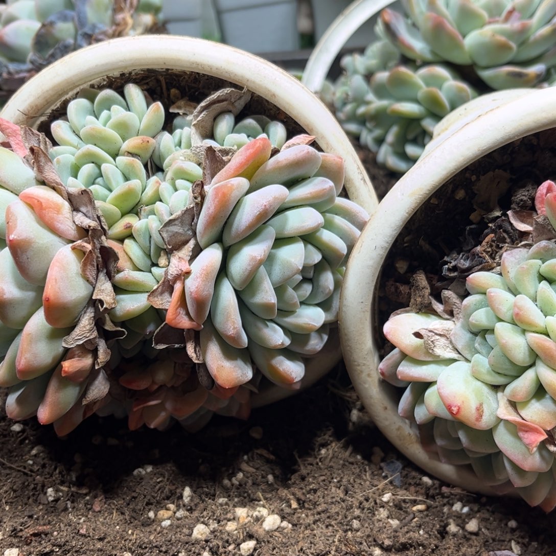 冰玉群生多头何以专拍