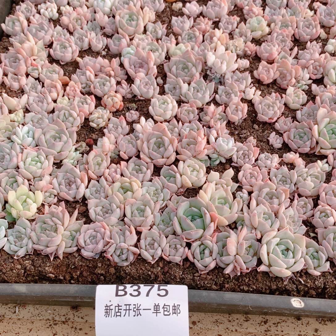 多肉植物精品切糕B375