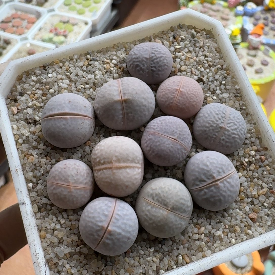 煮***茶1201-011生石花花花