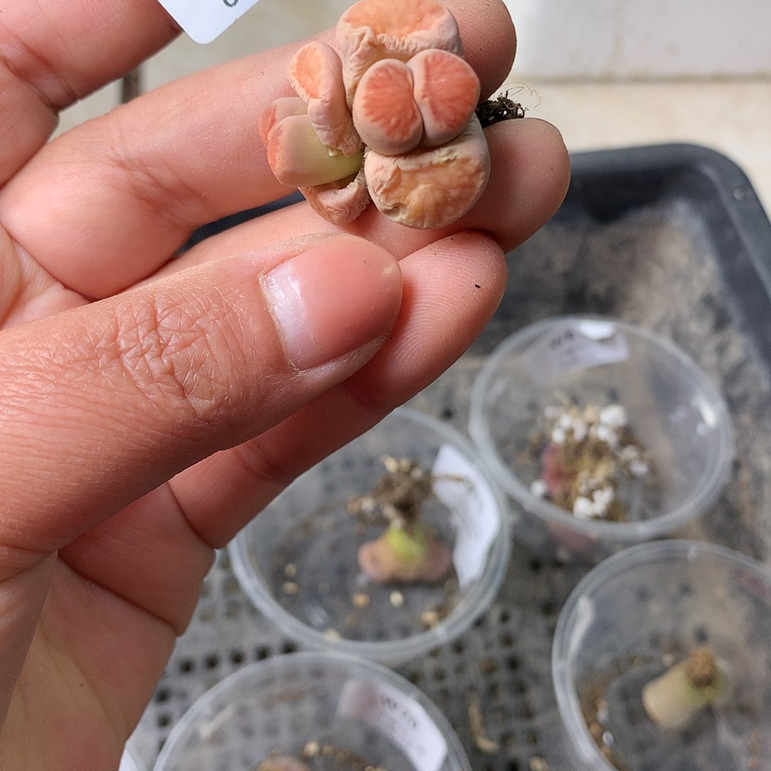 X352多肉植物保护研究所