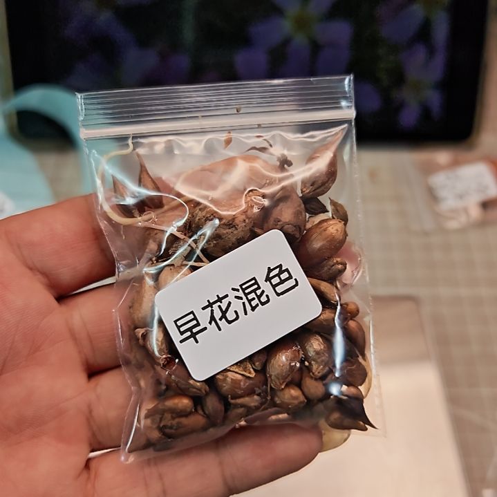 酢浆草早花混色15g