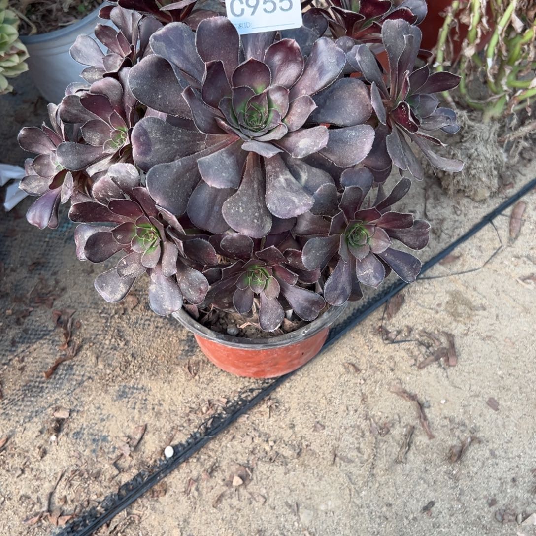 爱***爱955黑法师多肉植物