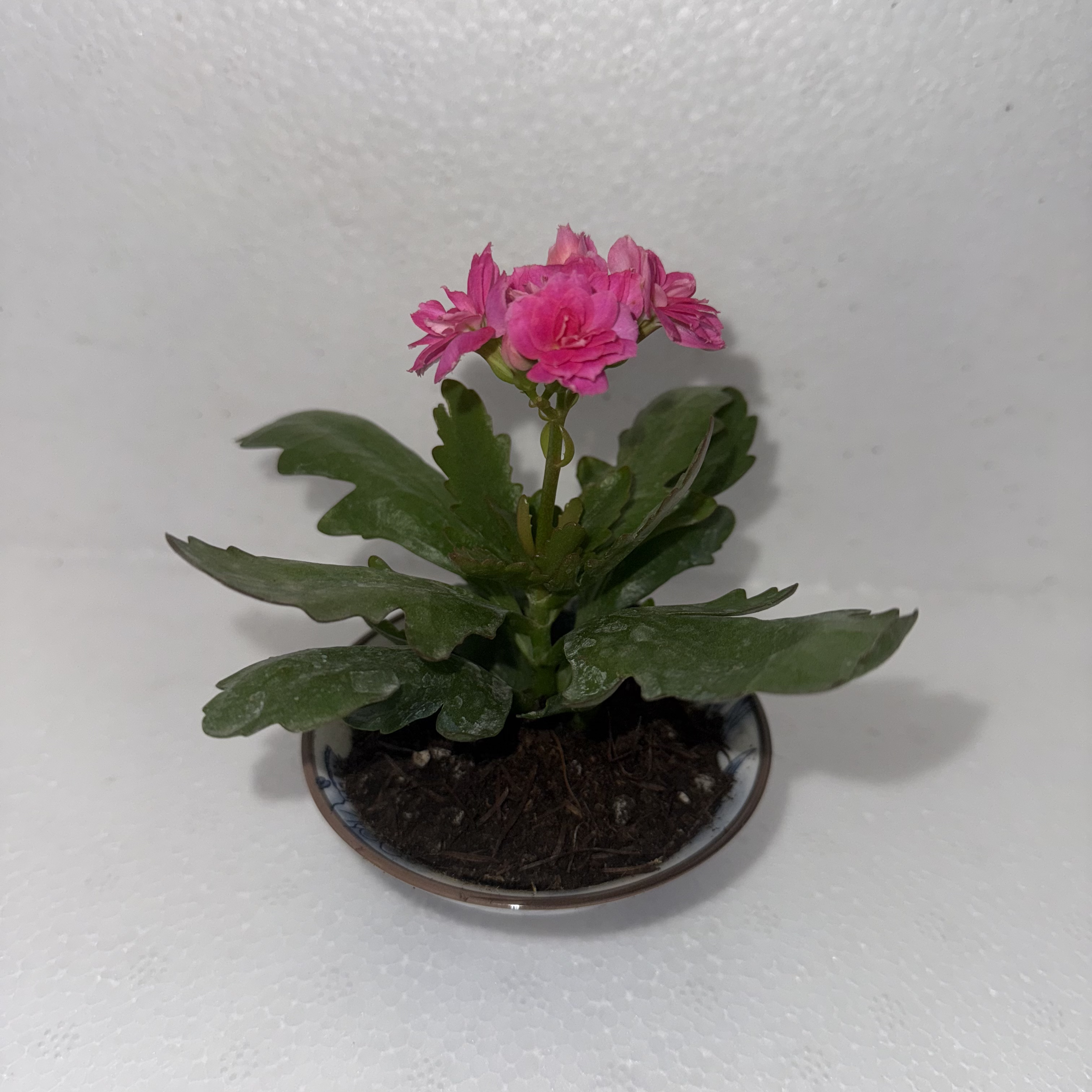 不带标签 重瓣双头长寿花小苗 带根发货，只包开箱黑腐