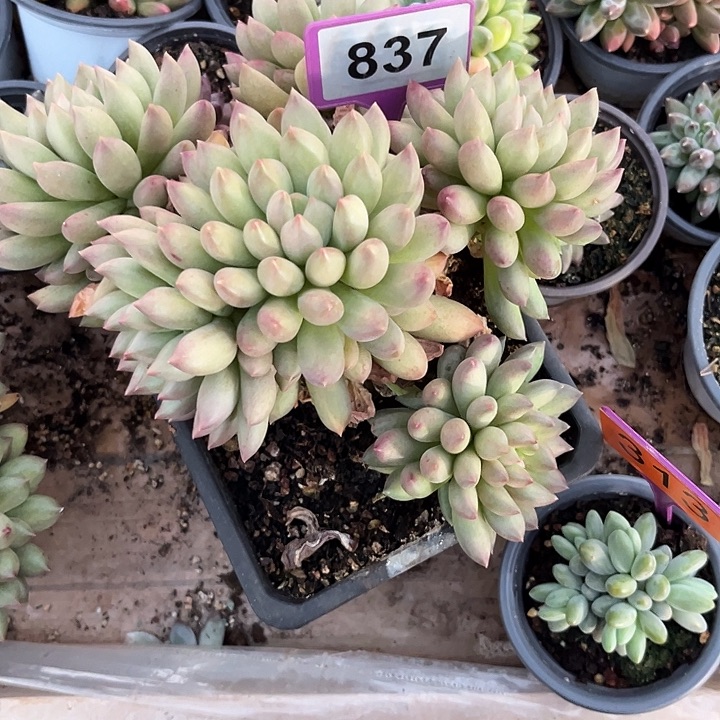 猪***猪多肉植物岩字群837