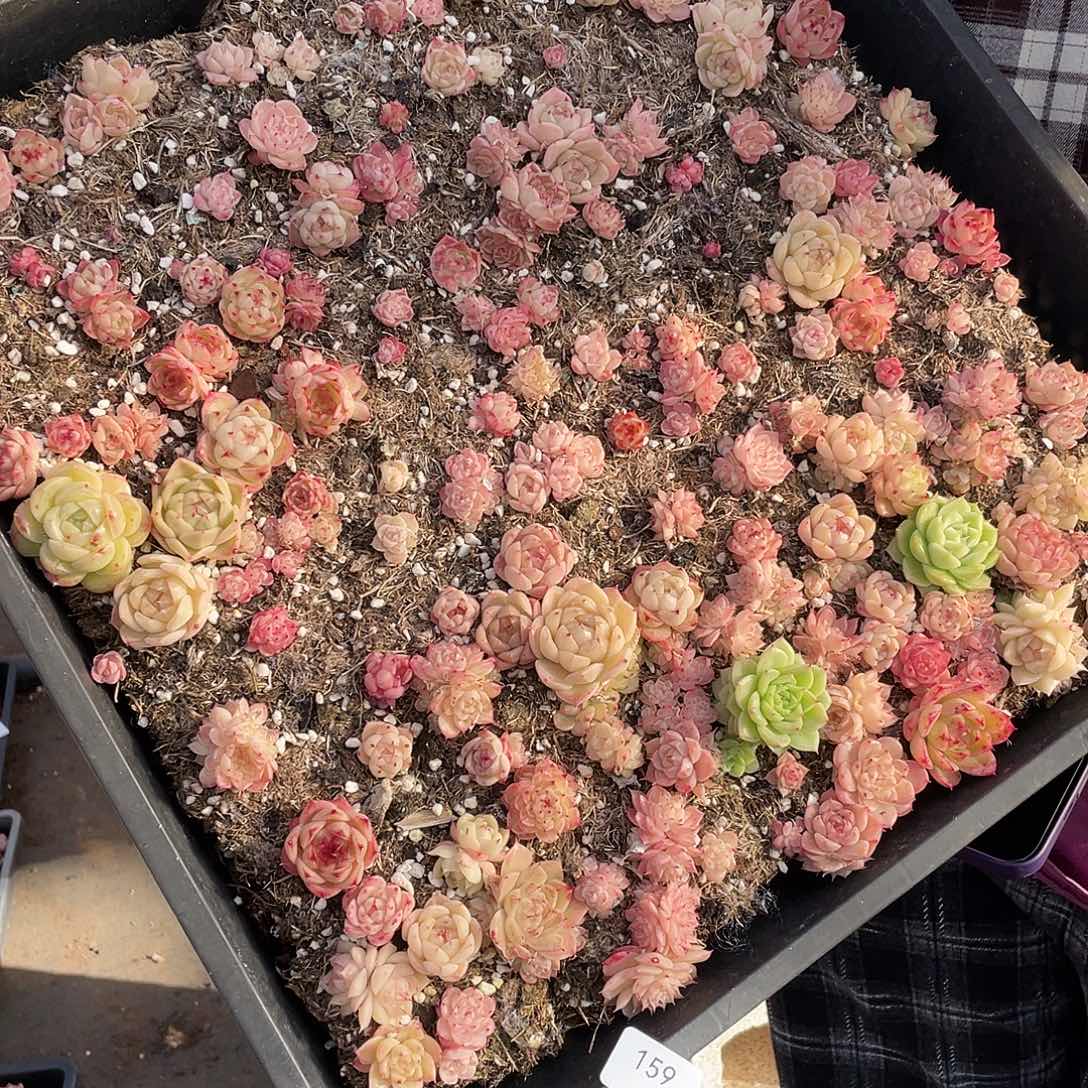 一***刘159。 定。                