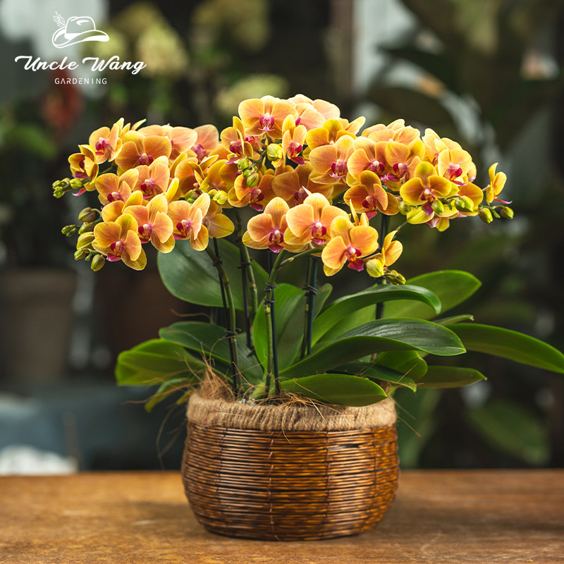 种花王大爷 蝴蝶兰【亲爱的】阳台客厅观赏花卉四季好养美观