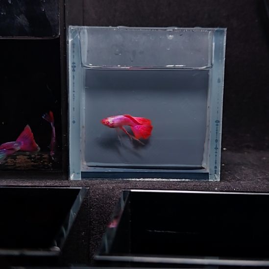 杨***帆孔雀鱼玛晶塔公鱼三条专拍