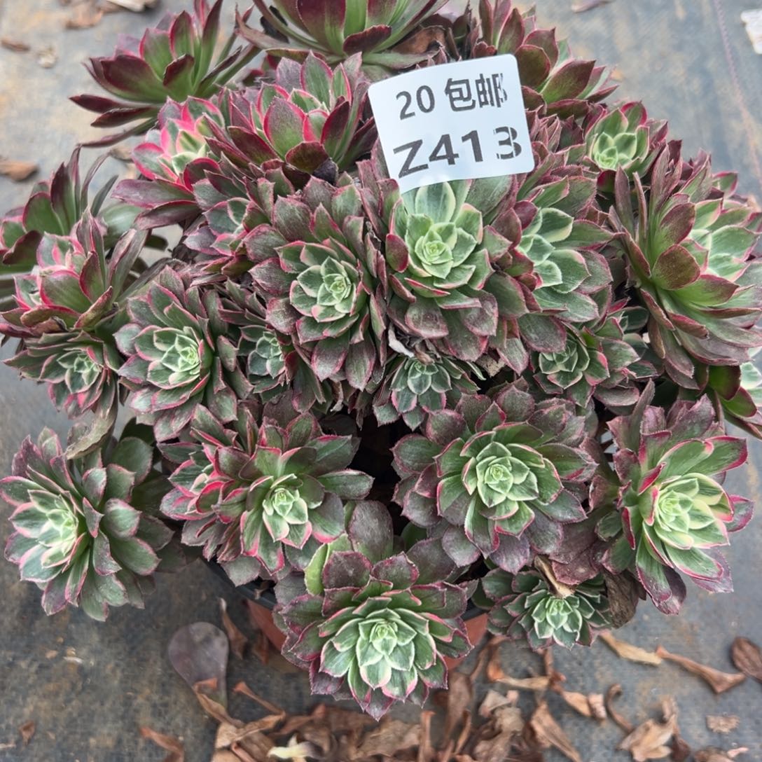 413水晶莲花，满20包邮嘟叮熊