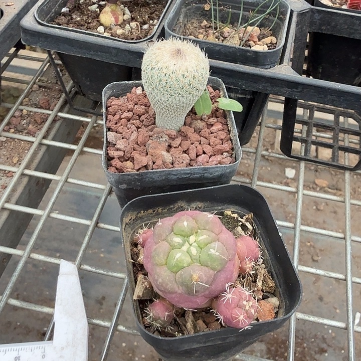 ****₃球组合2颗仙人球单头