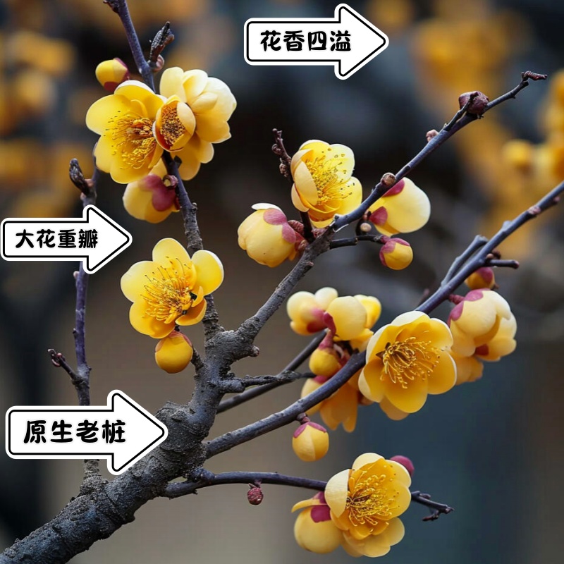 浓香型腊梅红梅树苗盆栽地栽室内外种植南北方适宜耐寒耐热丛生