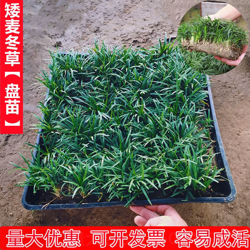 矮麦冬玉龙草方盘苗耐荫耐寒四季常青庭院草坪植物