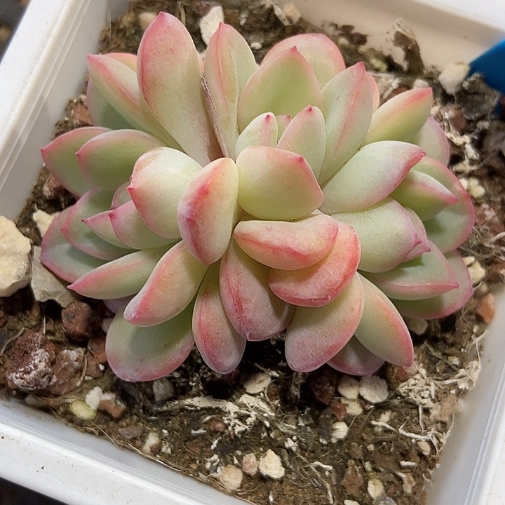 多肉植物泡芙朵朵964多肉