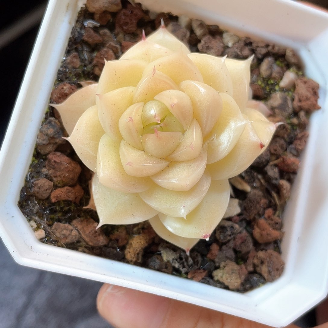 优选麦秆福利505