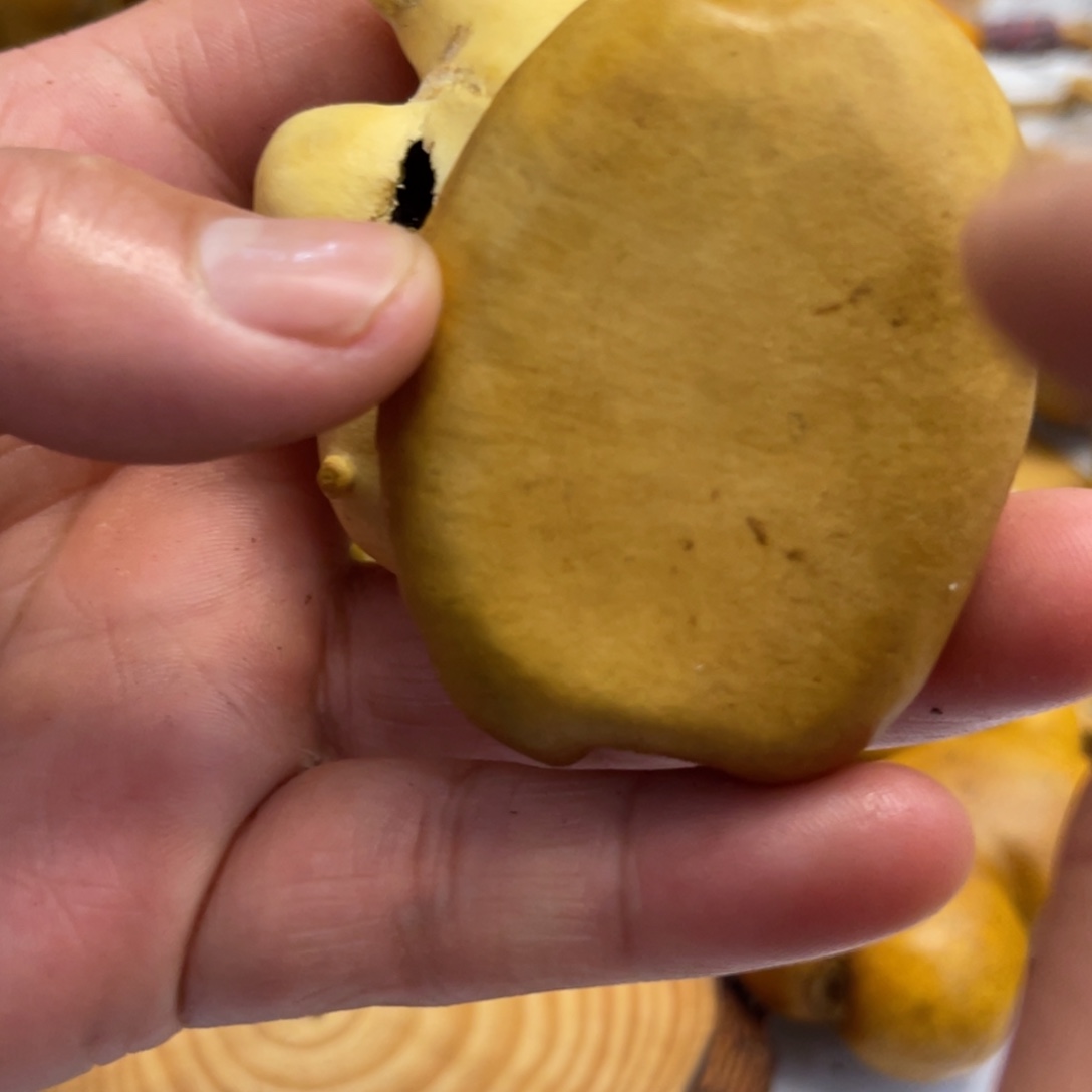 无***雨葫芦哈哈哈哈哈哈哈哈