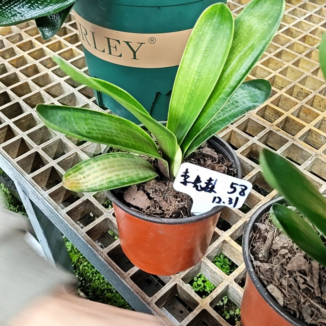 完全开放君子兰精品两年