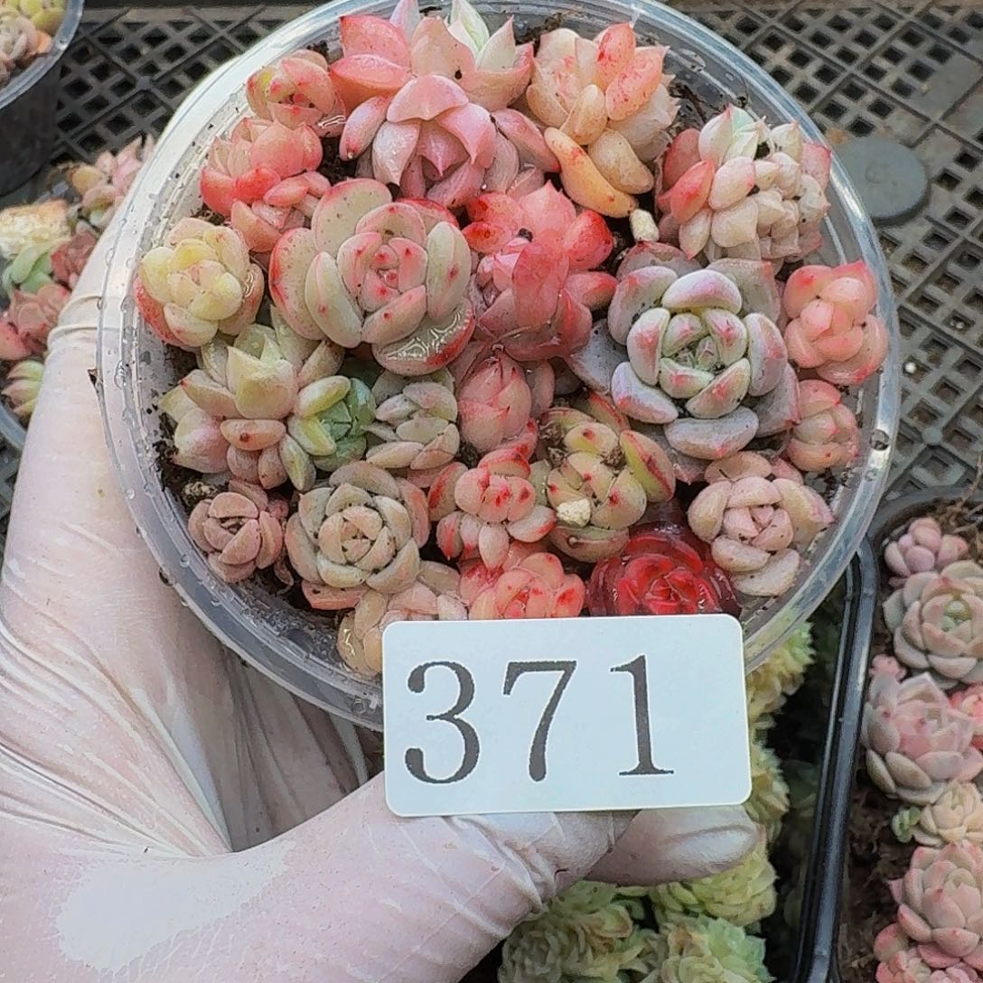 多肉植物多肉植物371