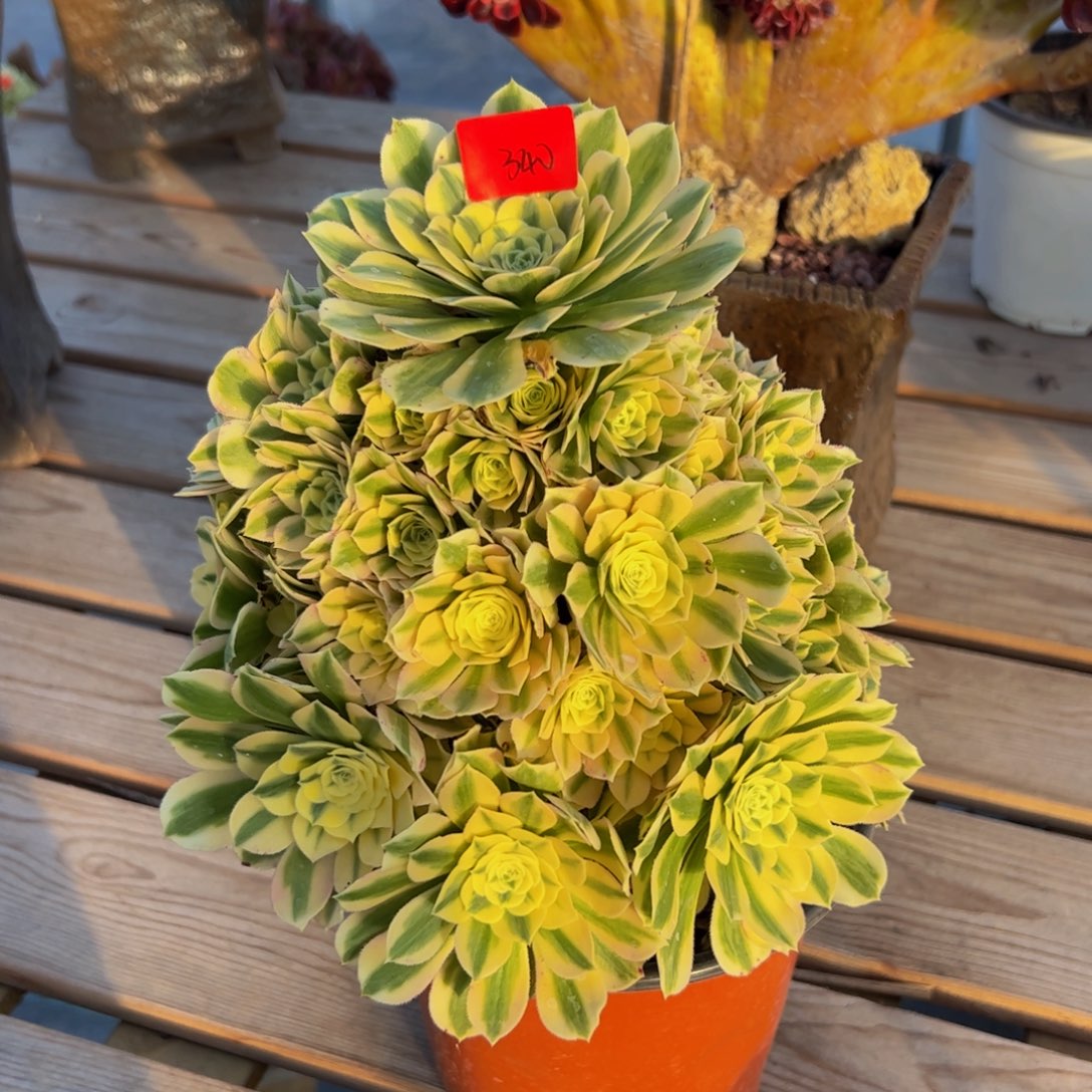 340炖肉植物发货迈巴赫