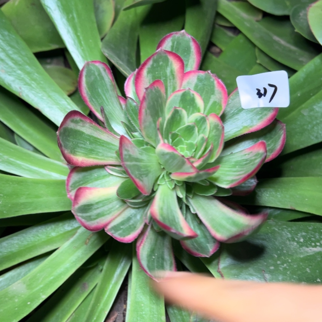 淡***水317桃花坞嫁接多肉嘻嘻嘻