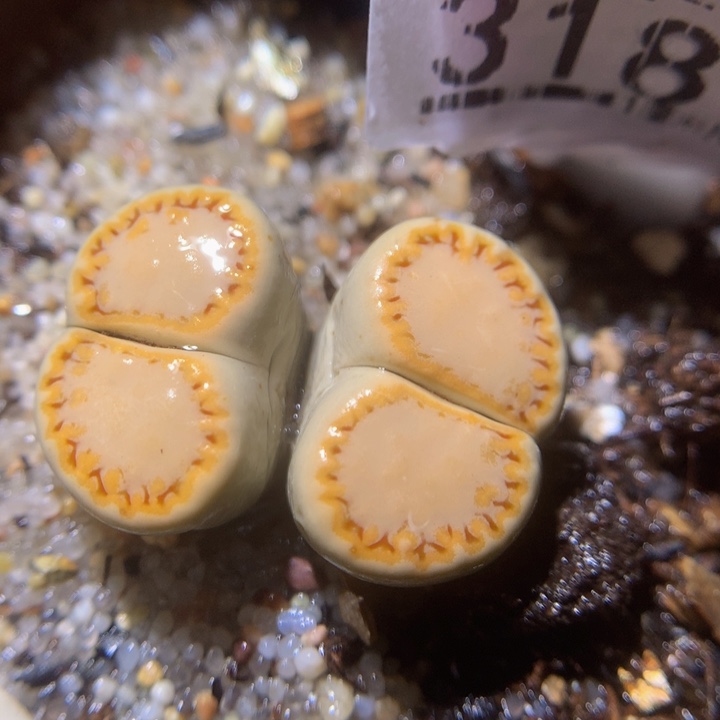 精品生石花222.318黄绿饼干