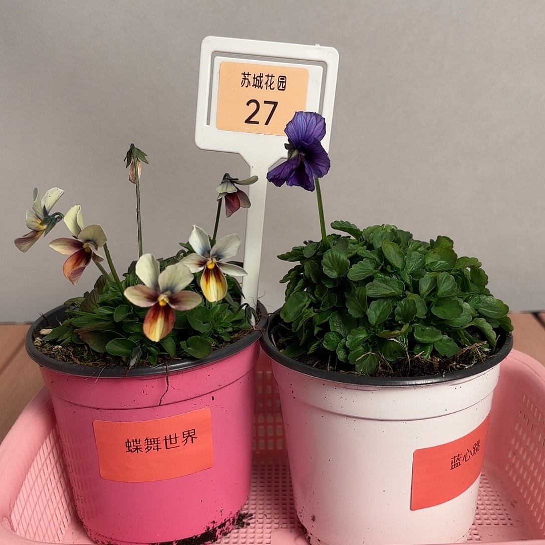 大部分开放少量花苞27