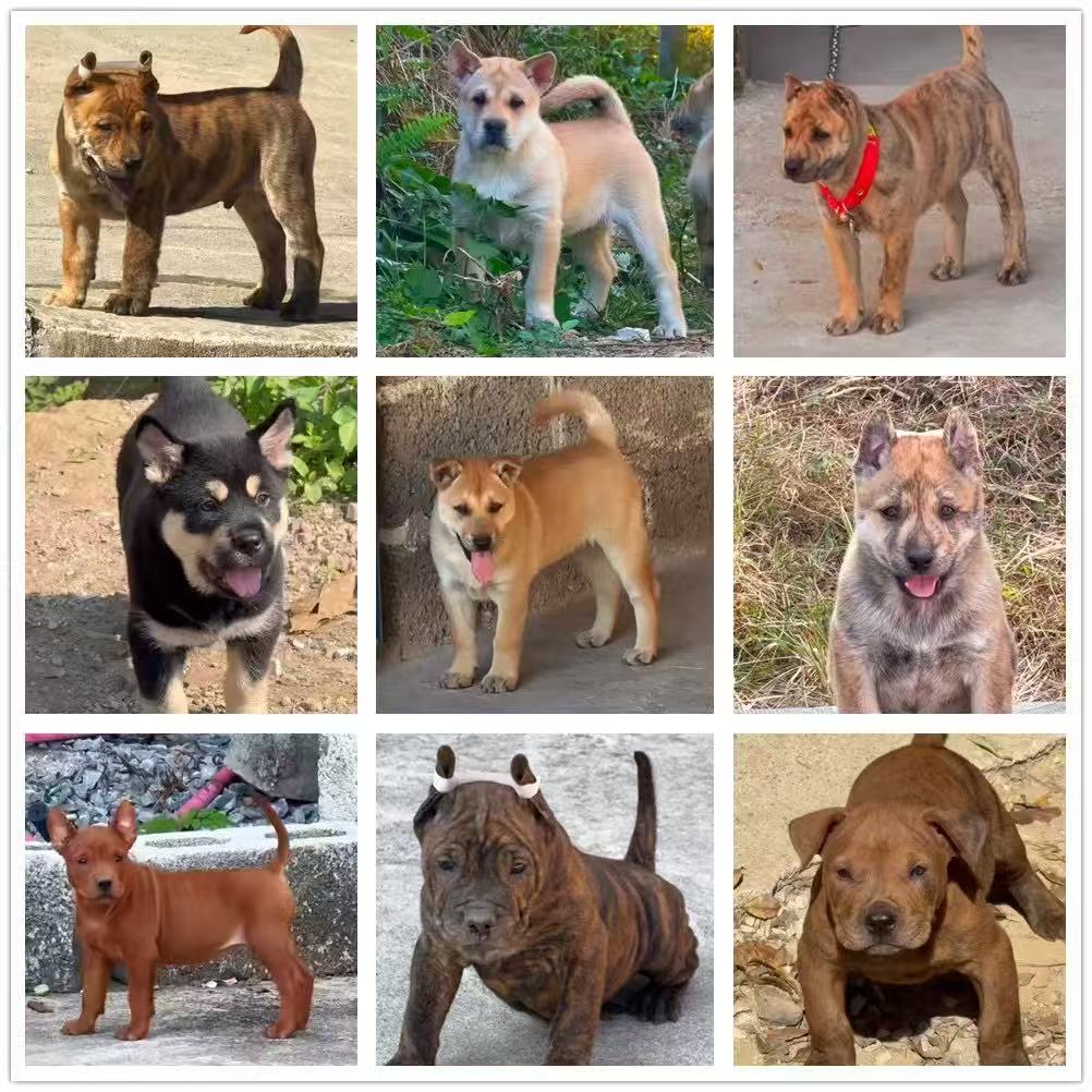 广西精品田园犬狗狗