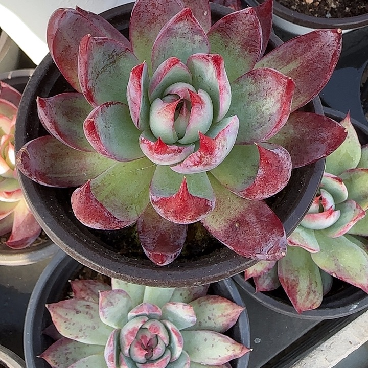 豫***。11 惊鸿仙子多肉植物7-9cm