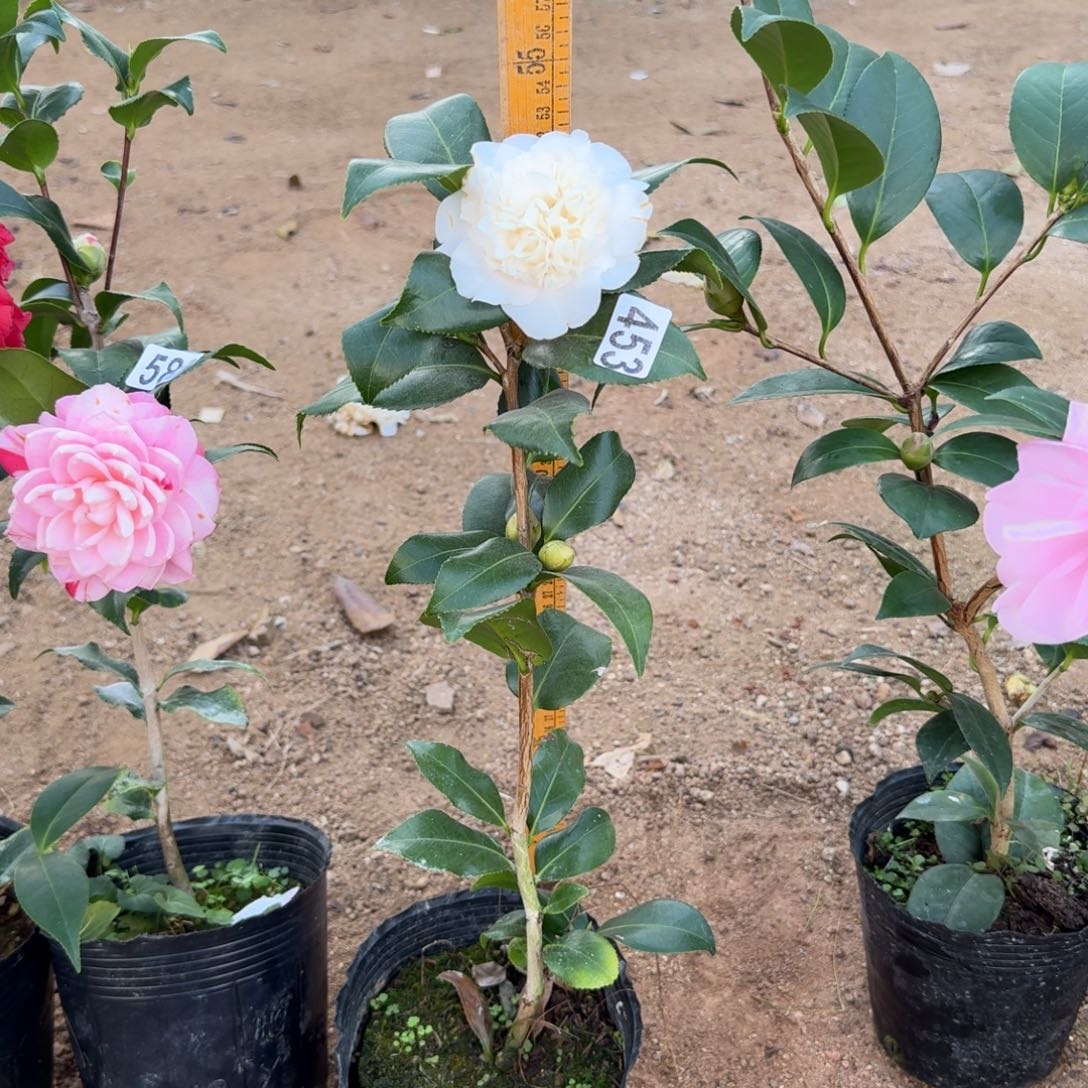 少量花朵（建议范围：2朵-5朵 或40%以下）453黄绣球