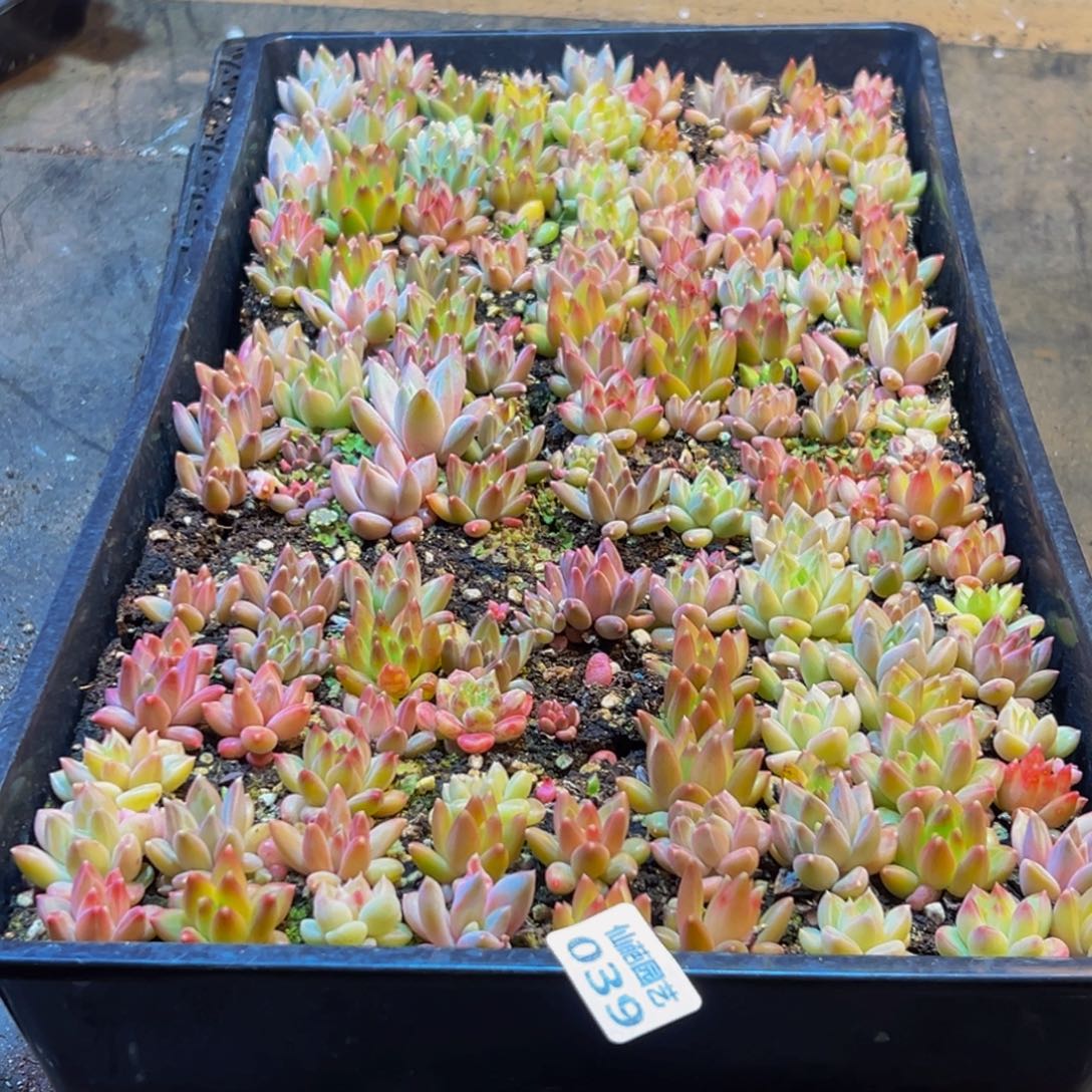 暁***衤039多肉葡萄的价格是多少