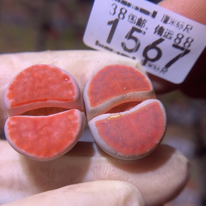 精品sss多肉花1567