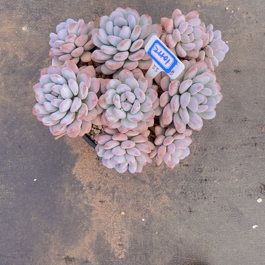 ****夏2401大香水群一颗