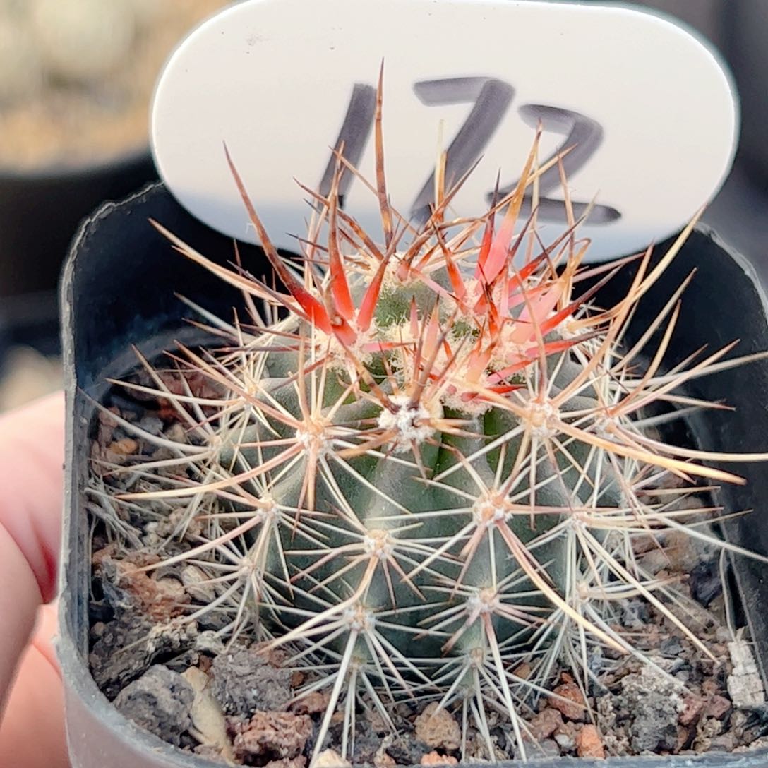 实生林氏幻虾仙人球