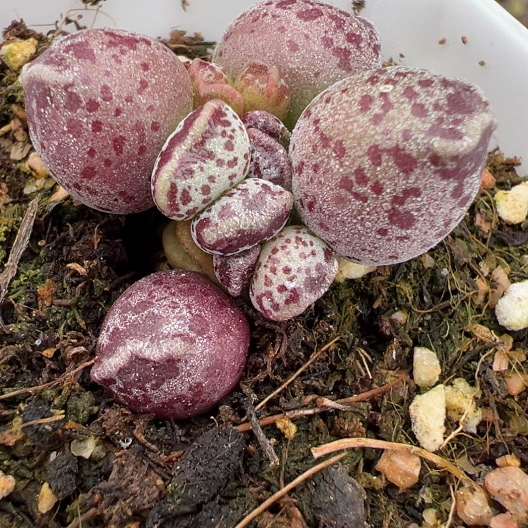 达摩海豹多肉植物水泡多肉植物