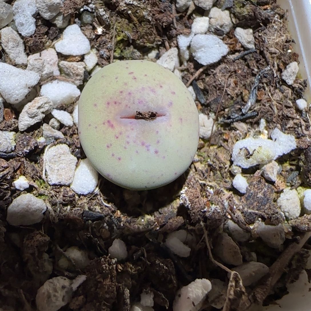 肉锥多肉植物百科-杂交红嘴940有疤