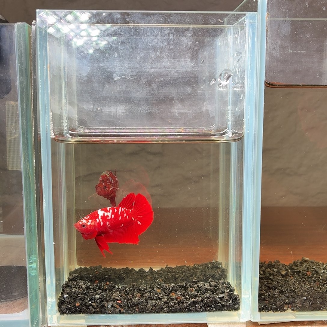 斗鱼红金将军公鱼