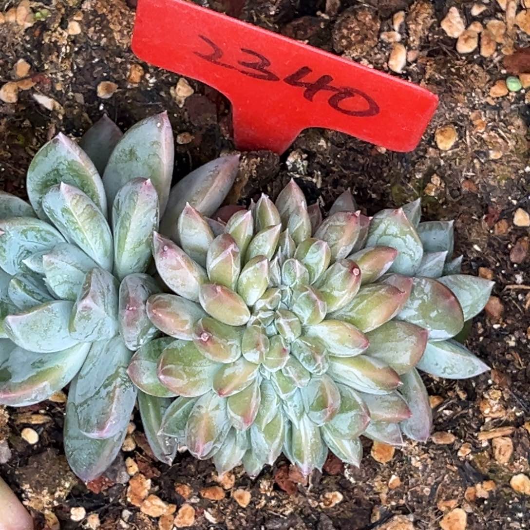 2340号晚上多肉植物群生多肉植物