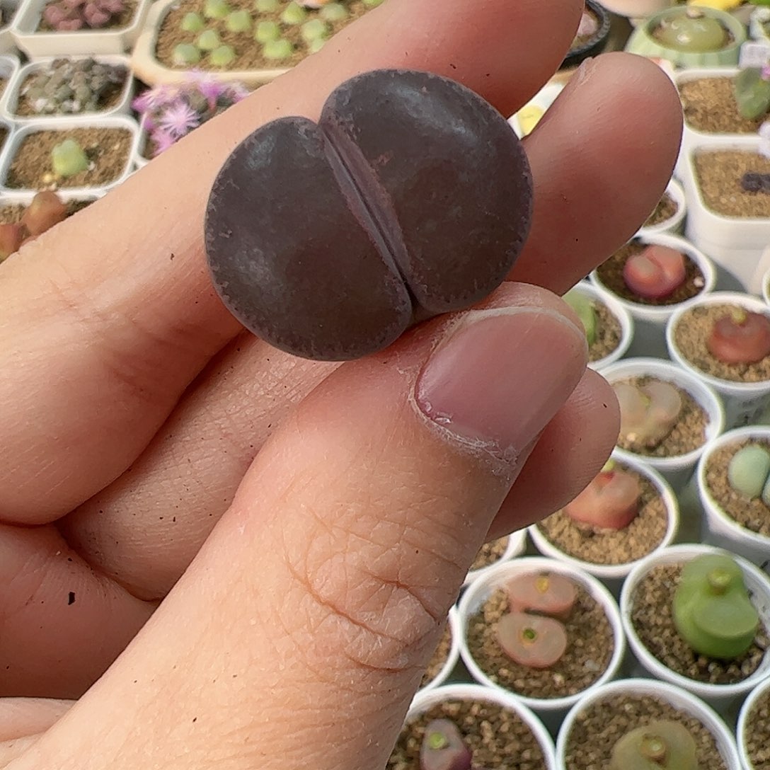 【闪购商品】380 全窗酒红