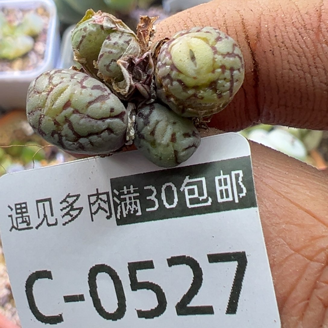 多肉植物11111111111111111