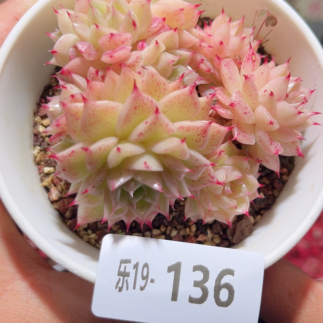 木乐19-136麦秆群不包整