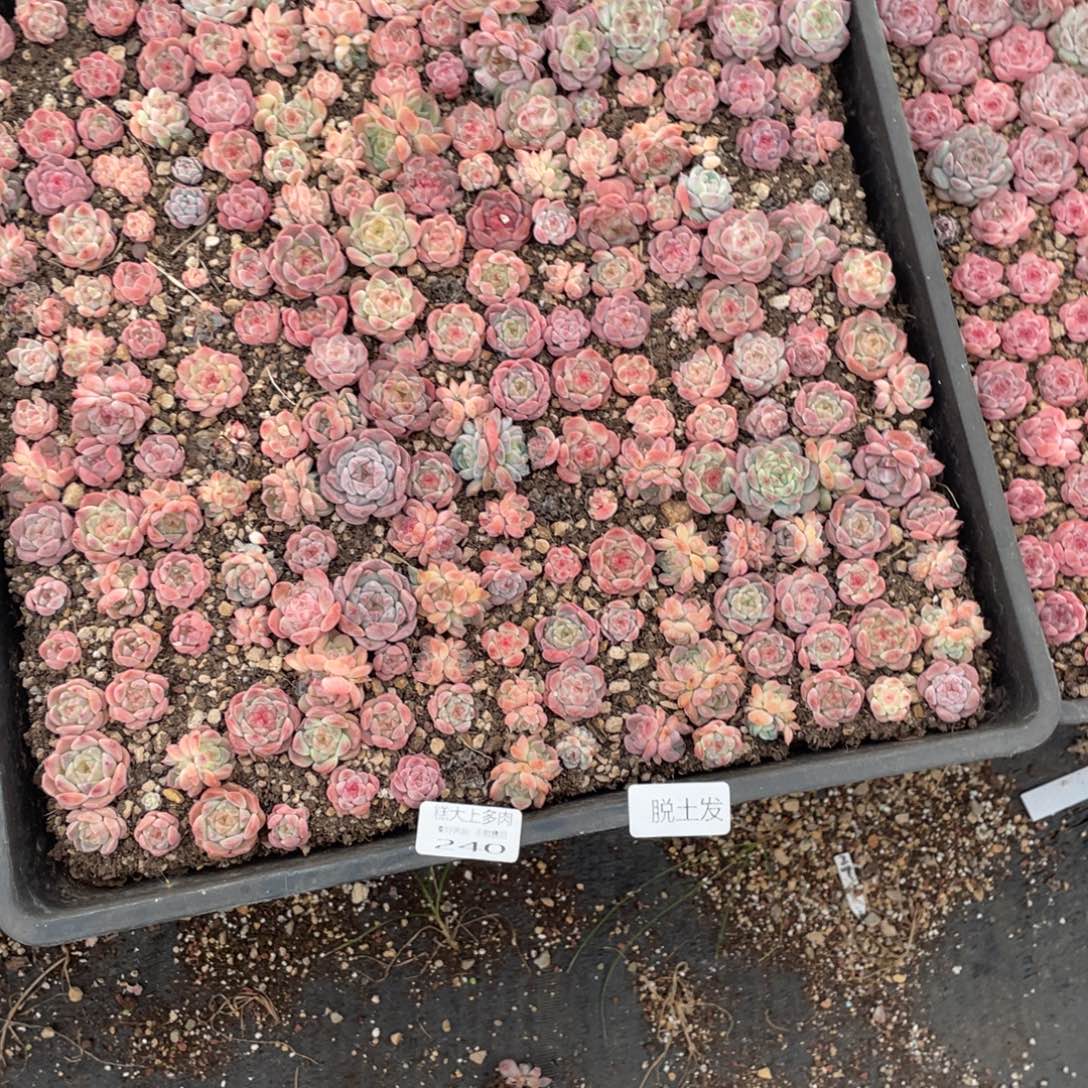 用***0糕大上多肉植物240