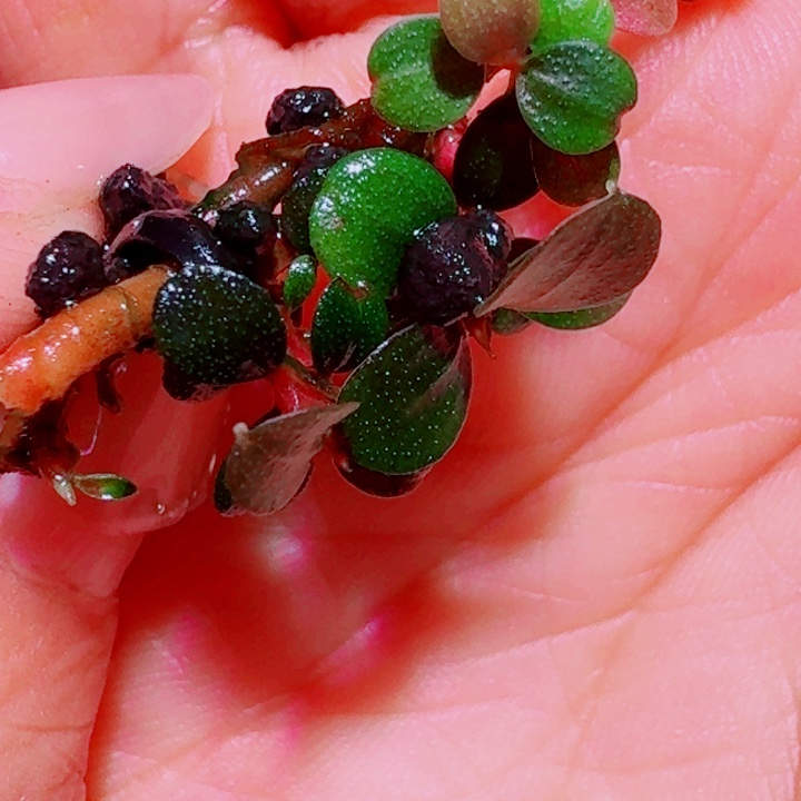 无花朵福利80号福利价植物一头