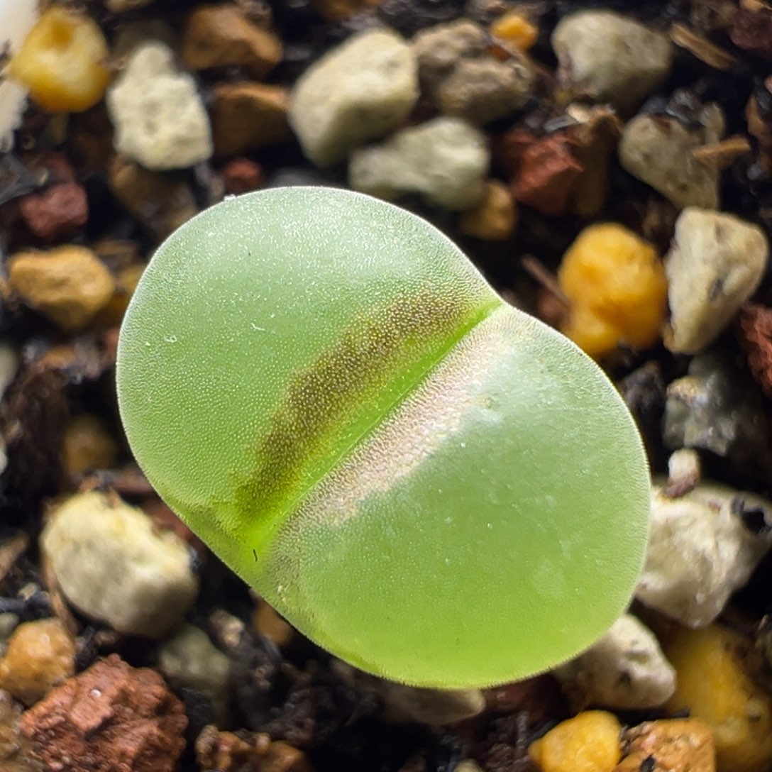 1粉红女郎纽扣母本一物一拍