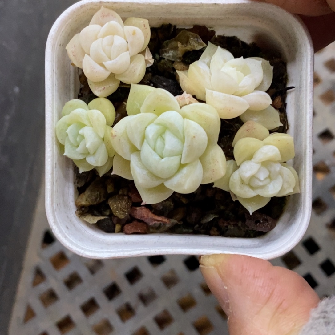 精品多肉一物一拍不包整459