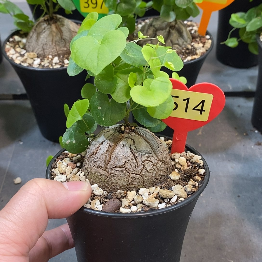 南非龟甲龙龟甲龙