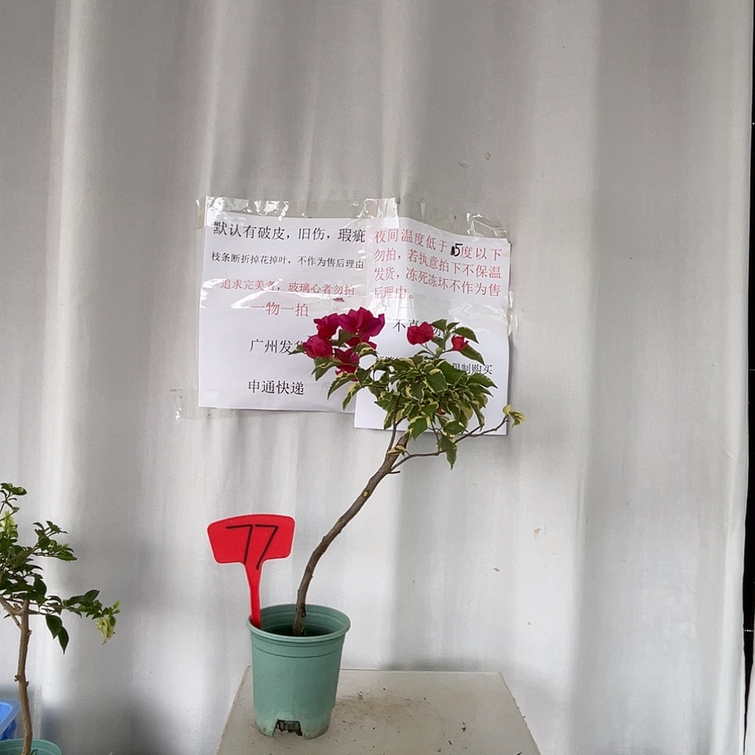 当前无花栽培后可以开花77金边花叶红