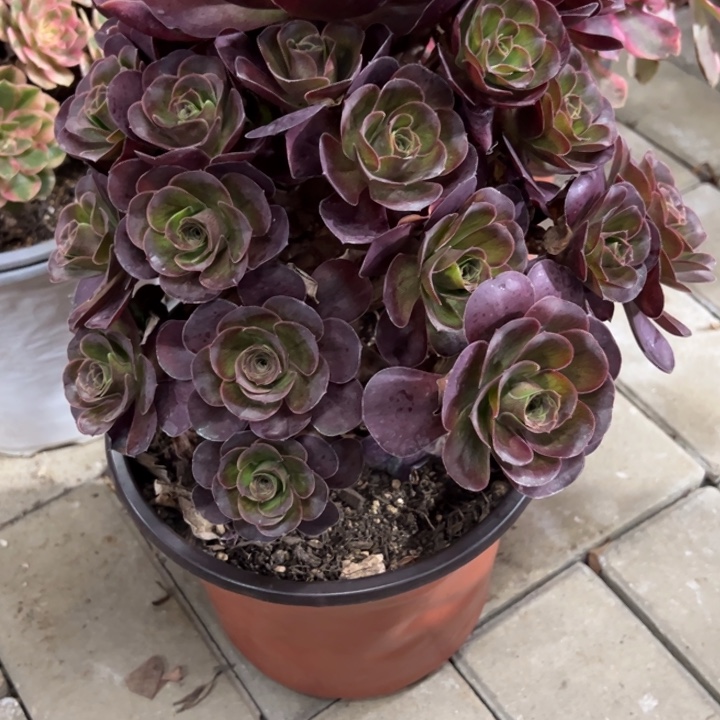 魅金玫瑰多肉植物花花