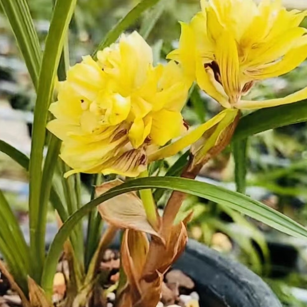 春兰 黄荷奇 室内好养奇花 