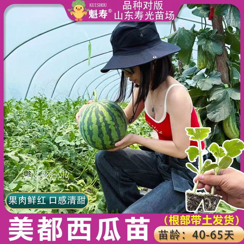 美都西瓜苗子秧苗西瓜苗香瓜苗子西瓜秧苗阳台种植大田种植秧苗子