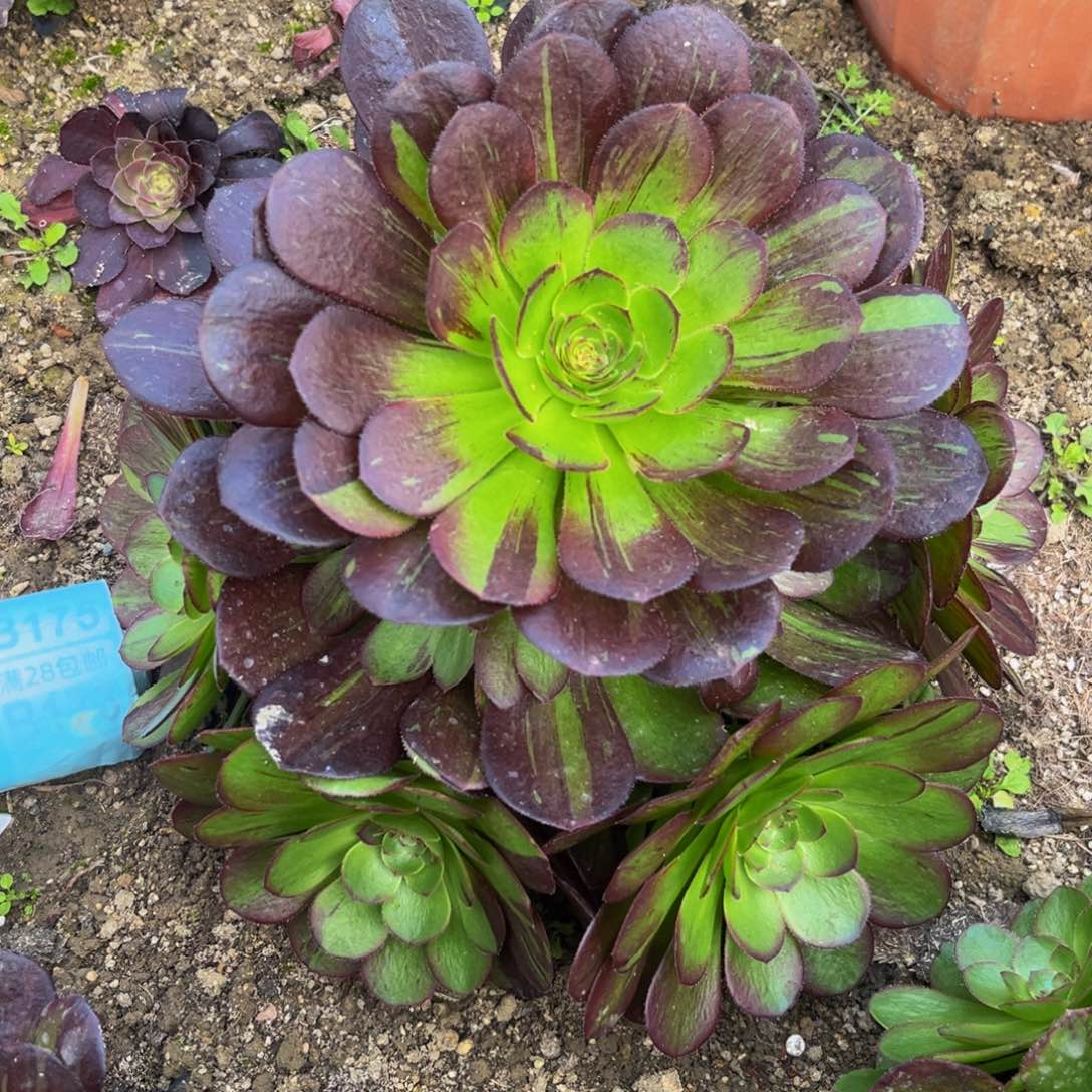 160多肉植物一物一拍