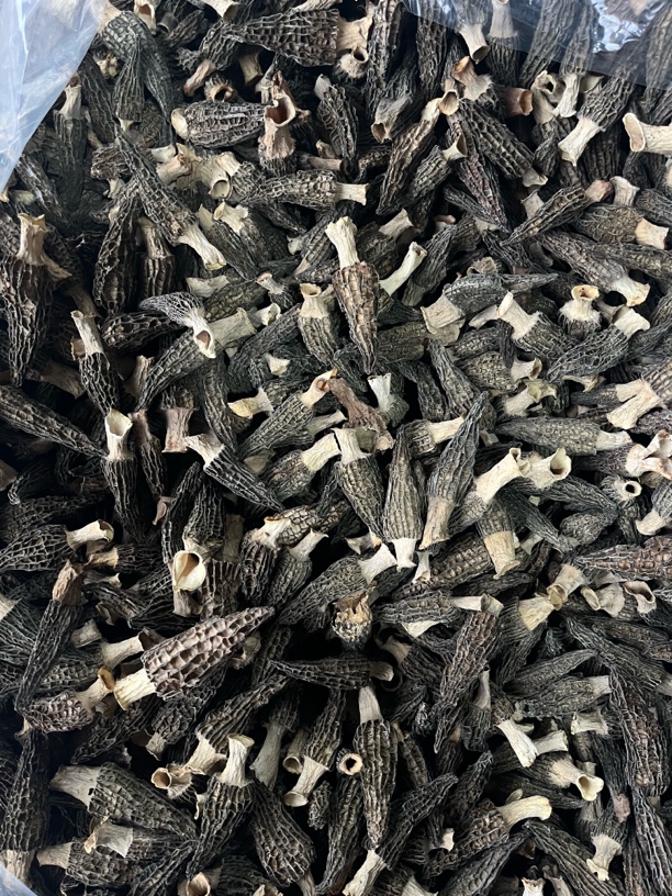 头茬厚肉六妹羊肚菌0211