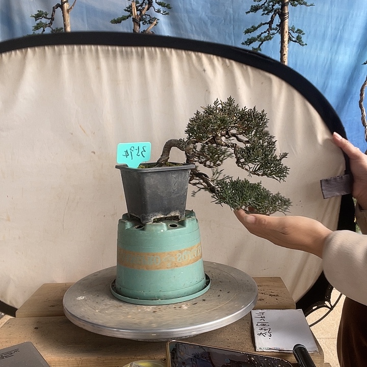 无花朵济州真柏盆景老桩